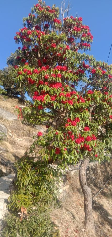 Chandarshila Hike Homestay Ukhimath Ngoại thất bức ảnh